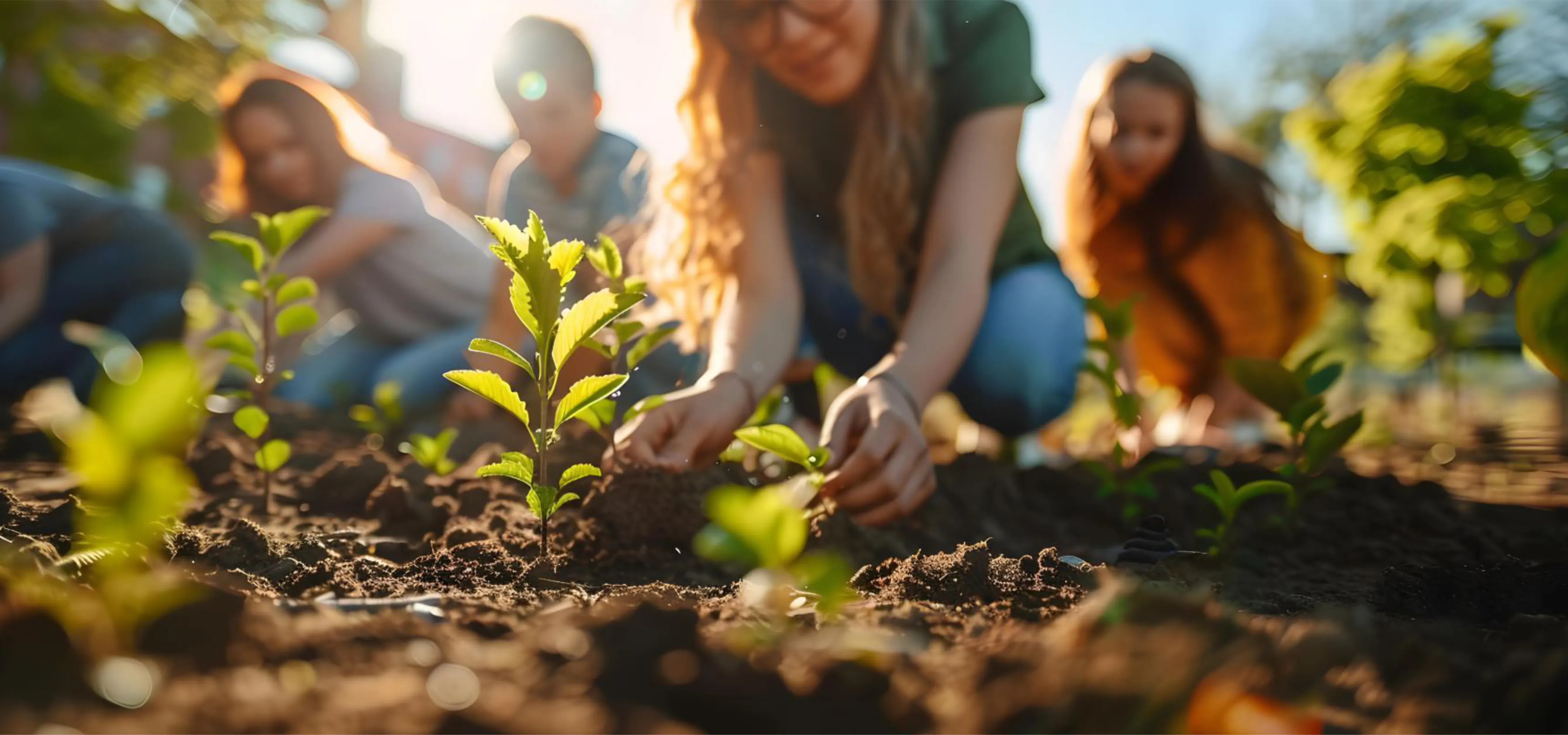 Avenue Tree Plantation & Greenery